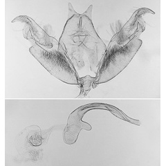 /filer/webapps/moths/media/images/Z/zophodactylus_Stenoptilia_GM_MNHN_3138.jpg