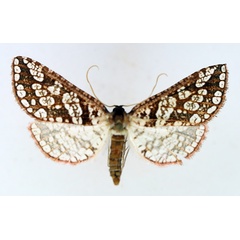 /filer/webapps/moths/media/images/L/lacunosa_Rhodoneuera_AM_TMSA.jpg