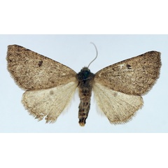 /filer/webapps/moths/media/images/S/staudei_Aethiopodes_AF_TMSA.jpg