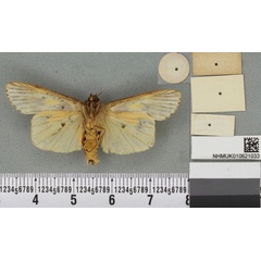 /filer/webapps/moths/media/images/R/rectangulata_Phryganopteryx_HT_BMNHb.jpg