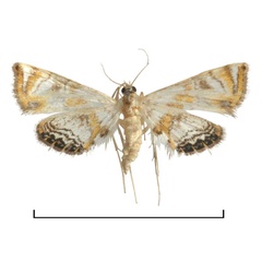 /filer/webapps/moths/media/images/K/kingstoni_Eoophyla_HT_BMNH.jpg