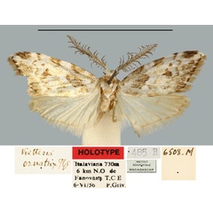 /filer/webapps/moths/media/images/O/ornatrix_Viettesia_HT_MNHN.jpg