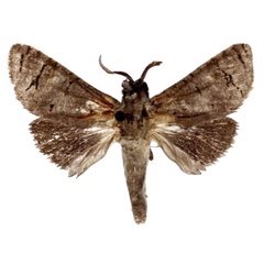 /filer/webapps/moths/media/images/C/crassilineatus_Cossus_PLT_BMNH.jpg
