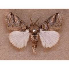 /filer/webapps/moths/media/images/L/lunensis_Laelia_A_Butler.jpg