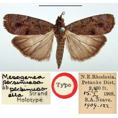 /filer/webapps/moths/media/images/P/persinuosella_Mesogenea_HT_BMNH.jpg