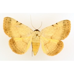 /filer/webapps/moths/media/images/A/africana_Hypopyra_AF_TMSA_01.jpg