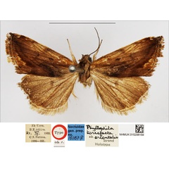 /filer/webapps/moths/media/images/O/orientalis_Phyllophila_HT_NHMUK.jpg
