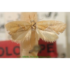 /filer/webapps/moths/media/images/J/johanna_Odites_HT_MNHN.jpg