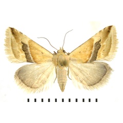 /filer/webapps/moths/media/images/A/angustizona_Eublemma_A_NHMO.jpg