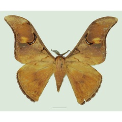 /filer/webapps/moths/media/images/D/dimonica_Dogoia_AM_Basquina.jpg