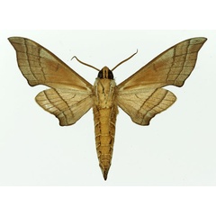/filer/webapps/moths/media/images/T/tiro_Polyptychus_AM_Basquin_01b.jpg