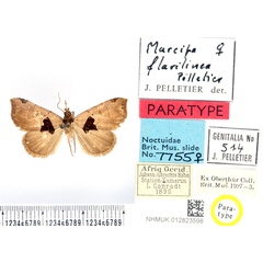 /filer/webapps/moths/media/images/F/flavilinea_Marcipa_PTF_BMNH_02.jpg