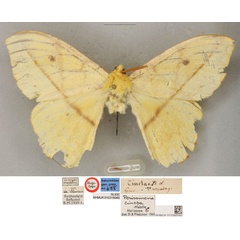 /filer/webapps/moths/media/images/C/cincta_Perisomena_HT_BMNH.jpg