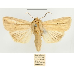 /filer/webapps/moths/media/images/V/viettei_Mythimna_AM_BMNH.jpg