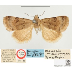 /filer/webapps/moths/media/images/M/melanographa_Oedicodia_HT_BMNH.jpg