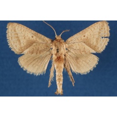 /filer/webapps/moths/media/images/F/fischeri_Shimonia_AF_Lehmann.jpg
