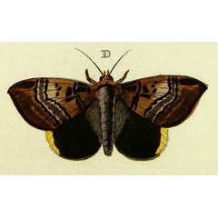 /filer/webapps/moths/media/images/E/ezea_Achaea_Cramer3_239_D.jpg