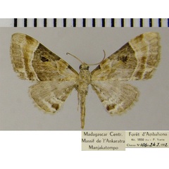 /filer/webapps/moths/media/images/F/festiva_Eupithecia_AM_ZSM.jpg