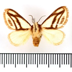 /filer/webapps/moths/media/images/S/syngrapha_Parapluda_AF_BMNH.jpg