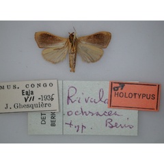 /filer/webapps/moths/media/images/O/ochracea_Rivula_HT_RMCA_02.jpg