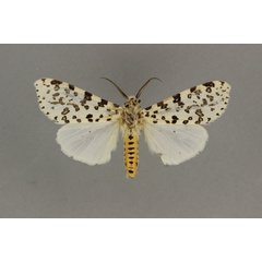 /filer/webapps/moths/media/images/M/maculosa_Alpenus_A_BMNH.jpg
