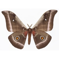 /filer/webapps/moths/media/images/A/alcinoe_Bunaea_AM_Basquina.jpg