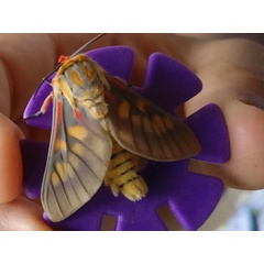 /filer/webapps/moths/media/images/R/rattrayi_Balacra_AM_Leeuwerck.jpg