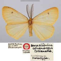 /filer/webapps/moths/media/images/C/celaenocera_Sevastopuloa_HT_BMNH.jpg