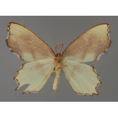/filer/webapps/moths/media/images/M/malagasy_Gonochlora_A_ZSM_02.jpg