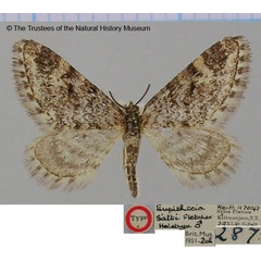 /filer/webapps/moths/media/images/S/salti_Eupithecia_HT_BMNH.jpg