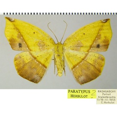 /filer/webapps/moths/media/images/A/aurantiaca_Epigynopteryx_PTF_ZSM_03.jpg