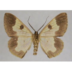 /filer/webapps/moths/media/images/M/montana_Zamarada_HT_ZSMb.jpg