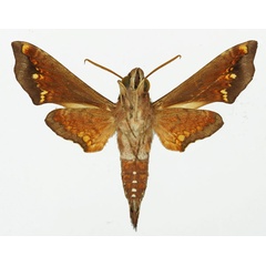 /filer/webapps/moths/media/images/S/scitula_Temnora_AM_Basquinb.jpg