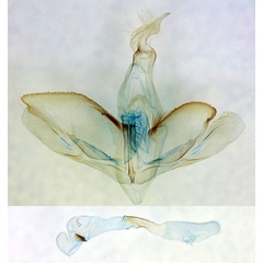 /filer/webapps/moths/media/images/D/dimera_Marcipa_GM_BMNH_7636.jpg