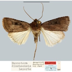 /filer/webapps/moths/media/images/D/dinshoensis_Euxootera_HT_MNHN.jpg