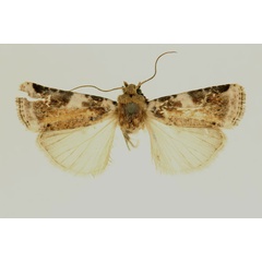 /filer/webapps/moths/media/images/C/chrysophaes_Euxootera_HT_RMCA_02.jpg