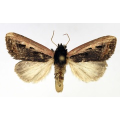/filer/webapps/moths/media/images/H/hemileuca_Aspidifrontia_AM_Aulombard.jpg