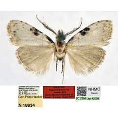 /filer/webapps/moths/media/images/F/fulvolurida_Meganola_HT_NHMO.jpg