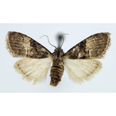 /filer/webapps/moths/media/images/R/reubeni_Meganola_AF_Aulombard_01.jpg