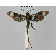 /filer/webapps/moths/media/images/H/hampsoni_Mimocrypta_HT_BMNH.jpg