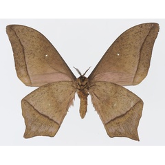 /filer/webapps/moths/media/images/E/epimethea_Imbrasia_AM_Basquinb.jpg