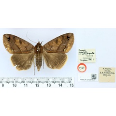 /filer/webapps/moths/media/images/V/viridipicta_Anua_HT_BMNH.jpg