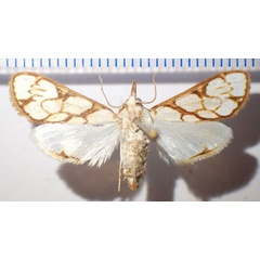 /filer/webapps/moths/media/images/C/cygnalis_Cirrhochrista_AF_Bippus.jpg