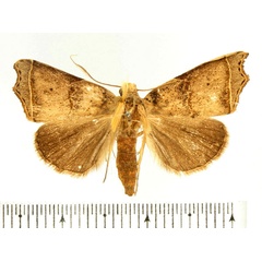 /filer/webapps/moths/media/images/R/rectilinea_Paralephana_AM_BMNH.jpg