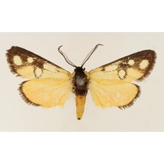 /filer/webapps/moths/media/images/K/kenyensis_Caffricola_AM_TMSA_02.jpg