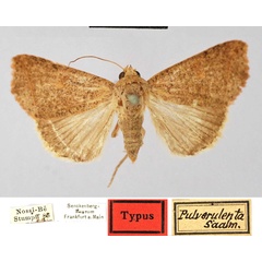 /filer/webapps/moths/media/images/P/pulverulenta_Argyphia_STM_SNMF.jpg