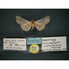 /filer/webapps/moths/media/images/L/luteofuscus_Chrysotypus_PT_RMCA_01.jpg