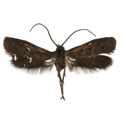 /filer/webapps/moths/media/images/N/nigricola_Yponomeuta_AM_BMNH.jpg