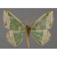 /filer/webapps/moths/media/images/T/triangularia_Archichlora_A_ZSM_01.jpg