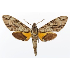 /filer/webapps/moths/media/images/J/jasmini_Panogena_AM_Basquin_03.jpg